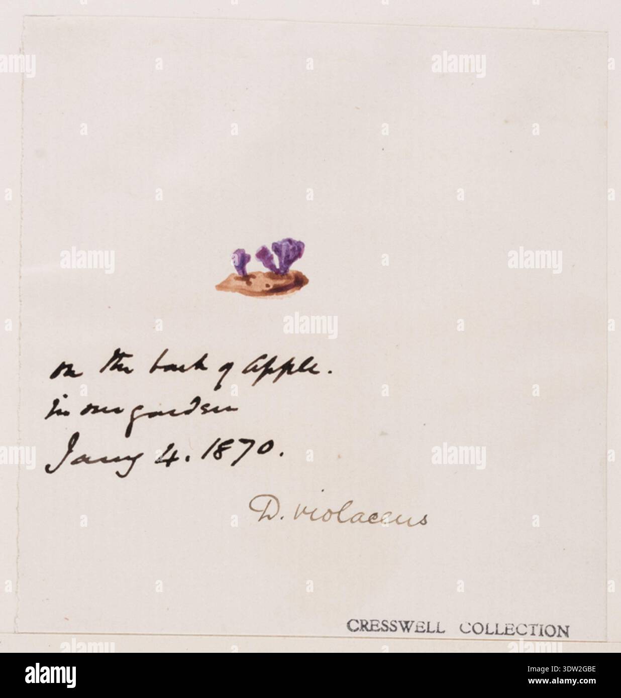 La Tremella violacea è una specie di funghi gelatinosi citata nella letteratura micologica del XIX secolo. L'immagine d'archivio documenta un disegno ad acquerello e a penna e inchiostro associato alla collezione funghi del reverendo Richard Cresswell, identificato con inchiostro da un curatore RAMM noto come Miss Aviolet e Stamp CRESSWELL COLLECTION. La stampa fotografica storica registra questa illustrazione scientifica per la conservazione. Foto Stock