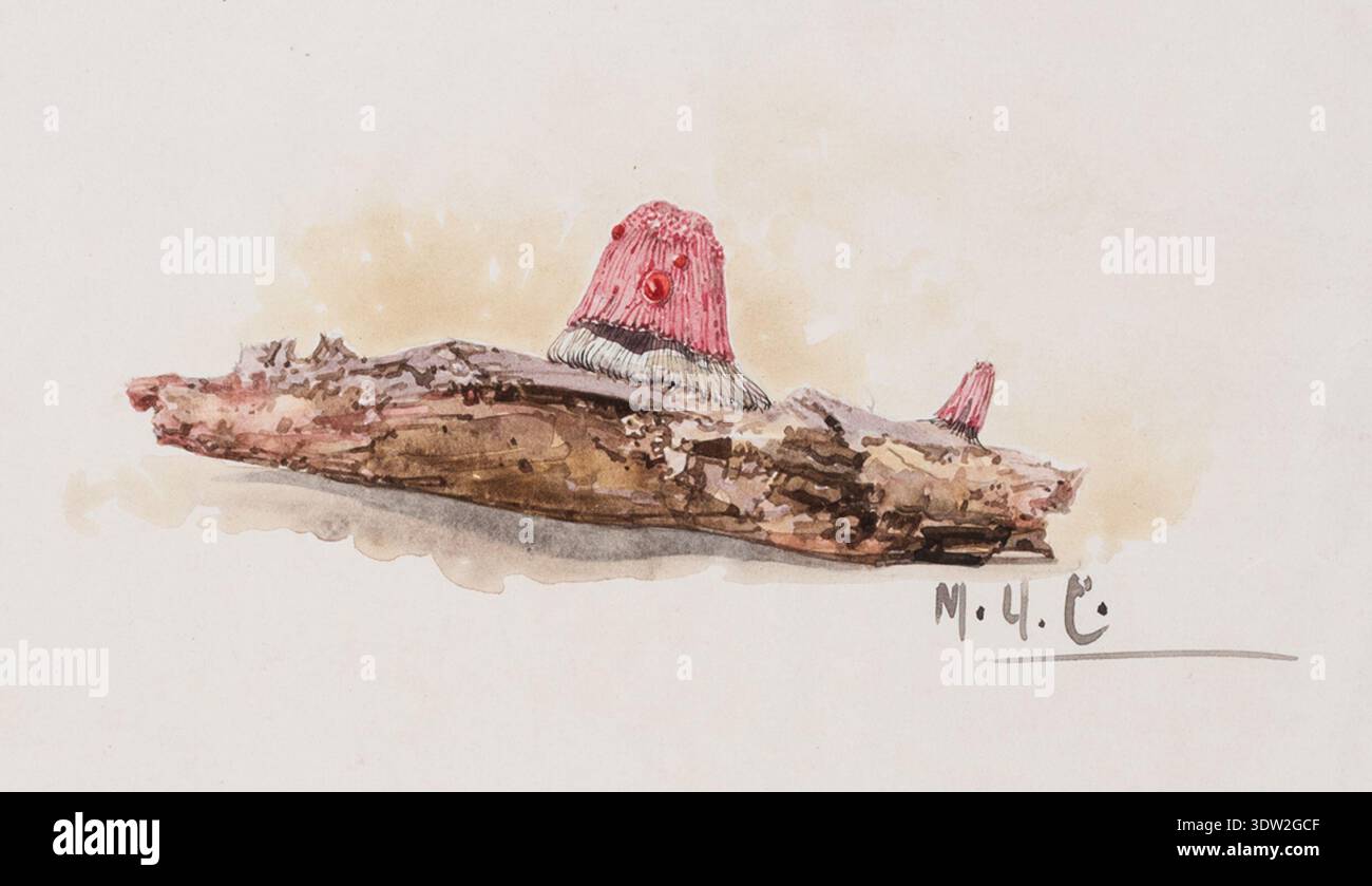 Stemonites Splendens è una specie di muffa di melma registrata nelle fonti di storia naturale britanniche del XIX secolo. L'immagine d'archivio documenta un disegno 1869 ad acquerello, penna e inchiostro del reverendo Richard Cresswell, identificato con inchiostro da un curatore RAMM chiamato Miss Aviolet e Stamped CRESSWELL COLLECTION. La stampa fotografica storica conserva questa illustrazione micologica per lo studio. Foto Stock