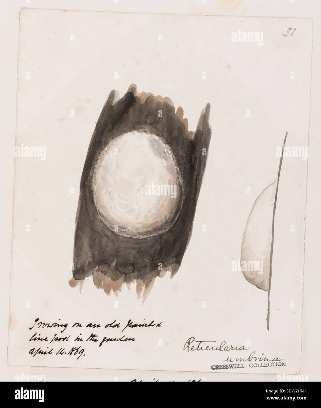 La Reticularia umbrina è una specie di melma storicamente registrata negli studi micologici britannici del XIX secolo. L'immagine d'archivio documenta un acquerello, una penna e un disegno a inchiostro della collezione del reverendo Richard Cresswell, con l'identificazione aggiunta a inchiostro da un curatore RAMM noto come Miss Aviolet e Stamp CRESSWELL COLLECTION. La stampa fotografica storica registra questa illustrazione scientifica per la conservazione. Foto Stock