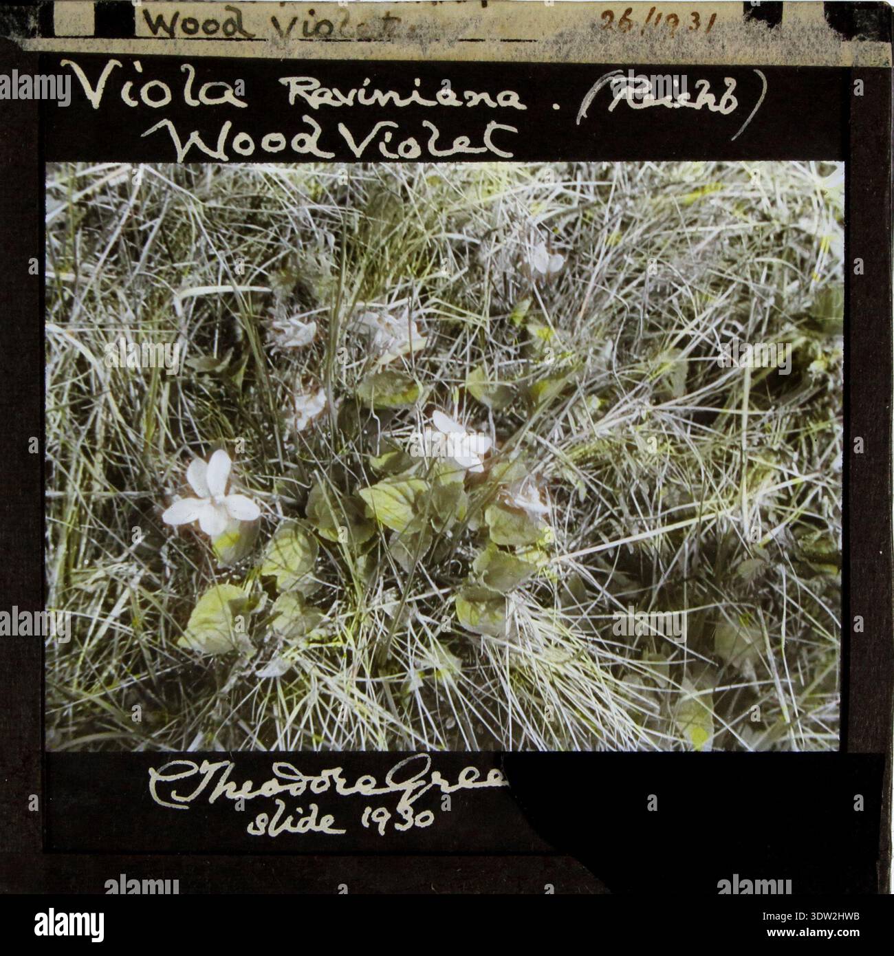 Viola riviniana è una pianta perenne della famiglia Violaceae comunemente nota come viola canina comune o viola di legno. Conrad Theodore Green (1863–1940) è stato un botanico britannico e membro della Linnean Society che ha prodotto studi botanici etichettati intorno al 1930–1931. L'immagine d'archivio registra il suo lavoro di vetro, carta ed emulsione fotografica con pigmento come stampa fotografica storica per la documentazione erbario. Foto Stock
