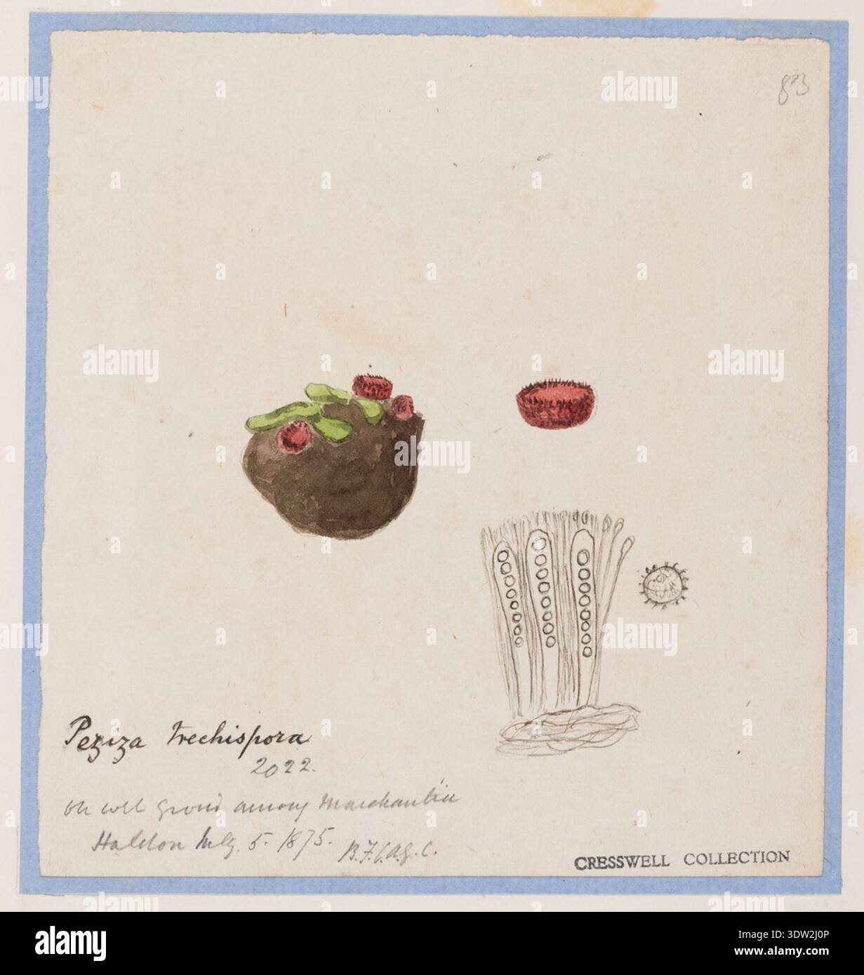 La Sphaerospora trechispora è una specie fungina registrata nella letteratura tassonomica del XIX secolo. L'immagine d'archivio documenta un disegno 1871 ad acquerello, penna e inchiostro del reverendo Richard Cresswell, con l'identificazione dell'inchiostro da parte di un curatore RAMM chiamato Miss Aviolet e un timbro DELLA COLLEZIONE CRESSWELL. La stampa fotografica storica registra questa illustrazione micologica per la conservazione del museo. Foto Stock