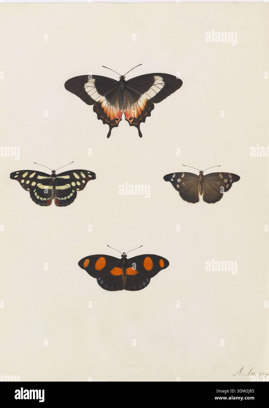Ann Lee (1753–1790) è stata un'artista britannica specializzata in illustrazione di storia naturale durante l'era georgiana. Formatasi da Sydney Parkinson e influenzata da suo padre James Lee, produsse studi dettagliati sugli insetti. L'immagine d'archivio documenta 1779 acquerelli e gouache su pergamena raffiguranti quattro farfalle. Foto Stock