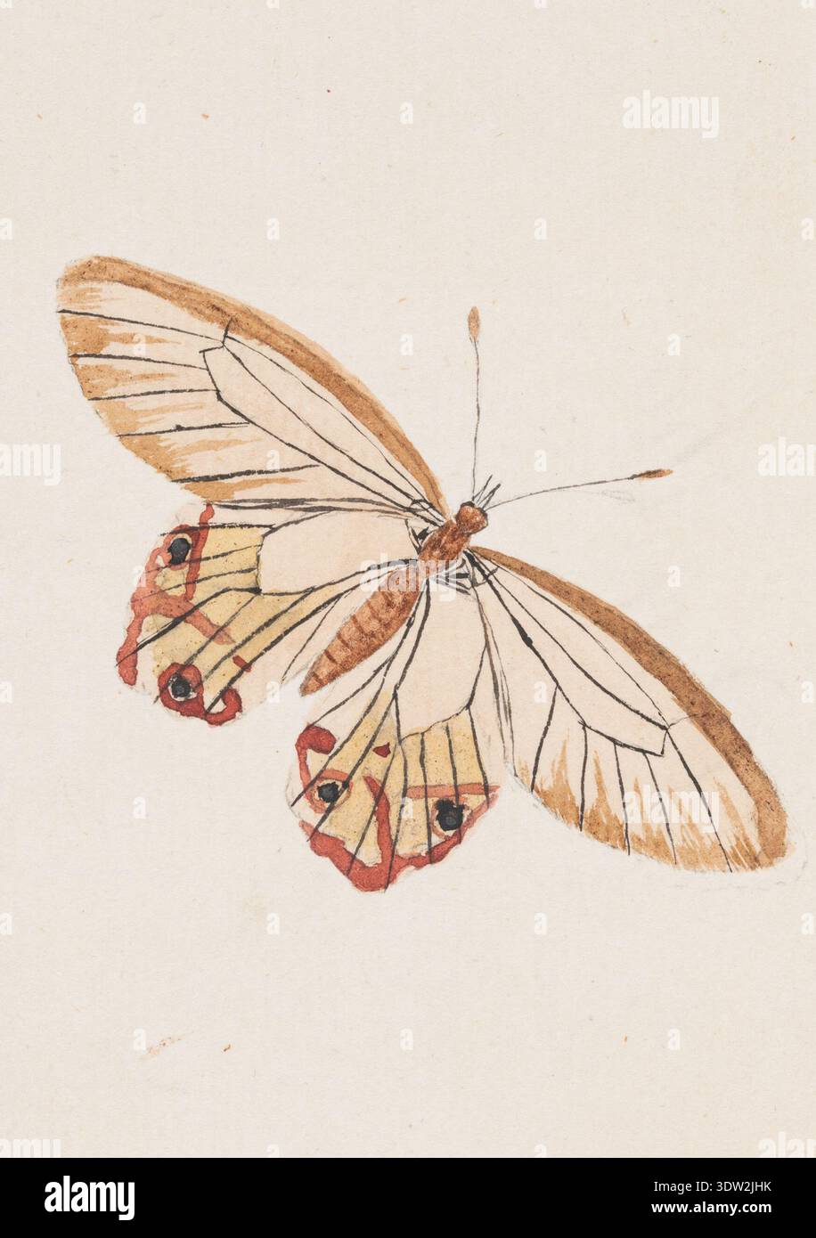Ann Lee (1753–1790) è stata un'artista britannica di storia naturale nota per i disegni dettagliati di piante e insetti. Figlia del vivaio e botanico James Lee e allieva di Sydney Parkinson, produsse studi basati sull'accesso a collezioni botaniche ed entomologiche. L'immagine di archivio documenta uno studio su carta ad acquerello di una farfalla creata tra il 1770 e il 1800. Foto Stock