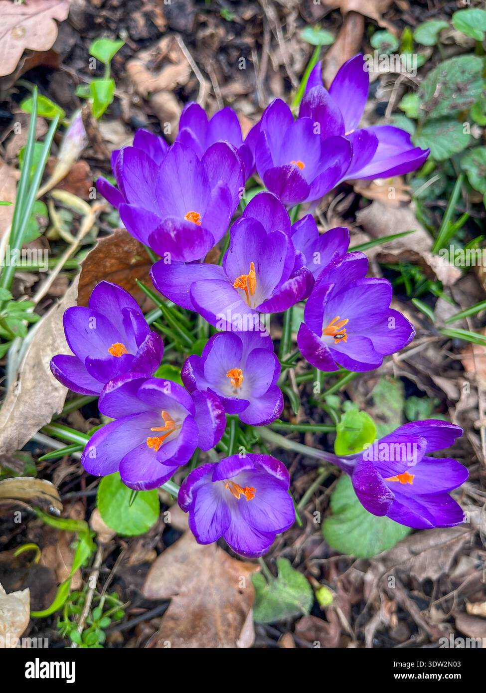 Fiori di croco viola che fioriscono nel giardino dell'inizio della primavera - Immagine stock catturata con smartphone