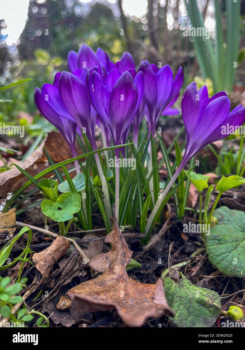 Fiori di croco viola che fioriscono nel giardino dell'inizio della primavera - Immagine stock catturata con smartphone