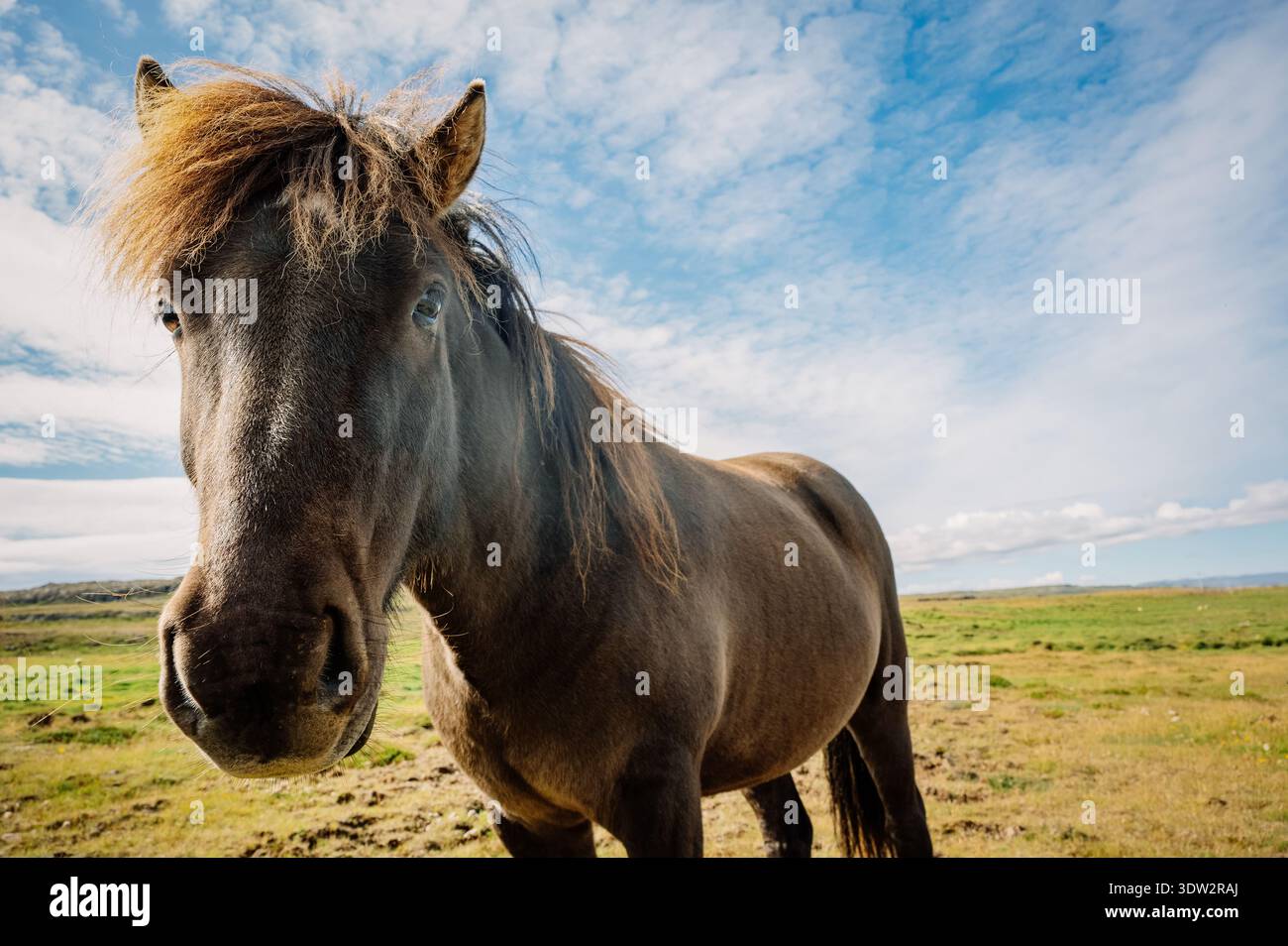 Bellissimi cavalli islandesi nella campagna islandese Foto Stock