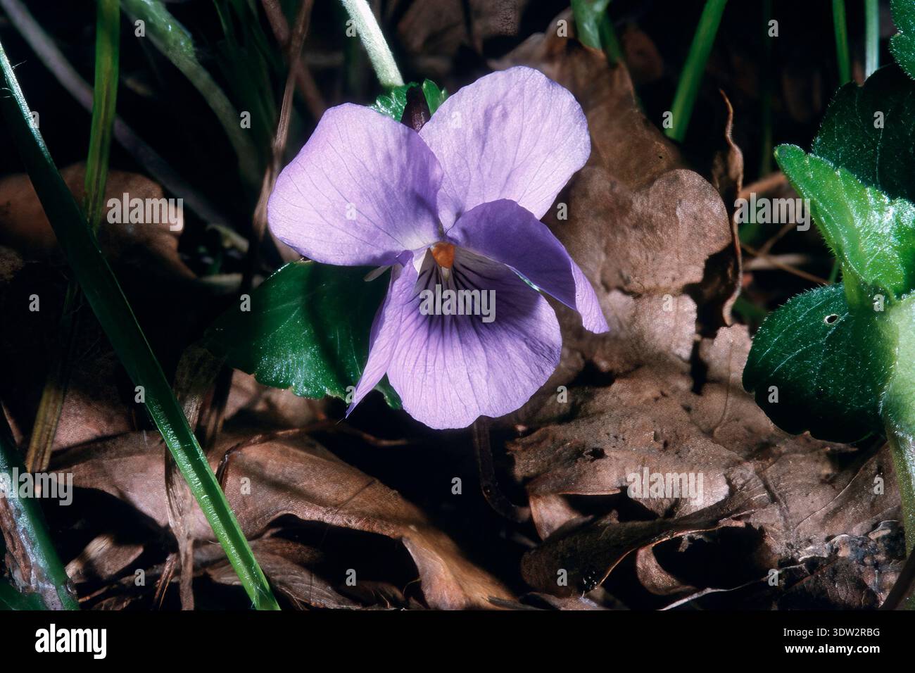 Violetta o viola bianca (viola alba). pianta erbacea perenne. Fiorisce da febbraio ad aprile. Bunnari, Osilo, Sassari, Sardegna, Italia Foto Stock