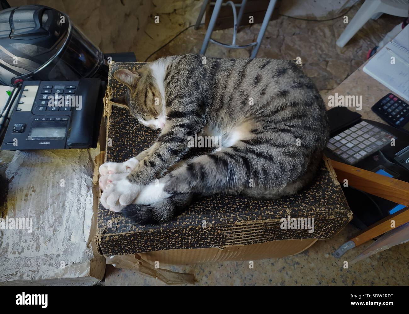 Curled and Content: Niente è meglio di un po' di riposo a mezzogiorno in un rifugio di cartone preferito. Foto Stock