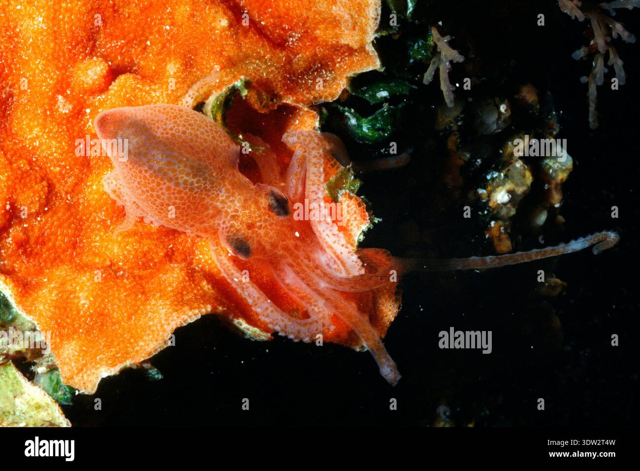 Suggestivo Ritratto di un Callistoctopus Macropus giovanile detto Octopus o Pinnoctopus su briozoa arancio Sardegna, Italia Foto Stock