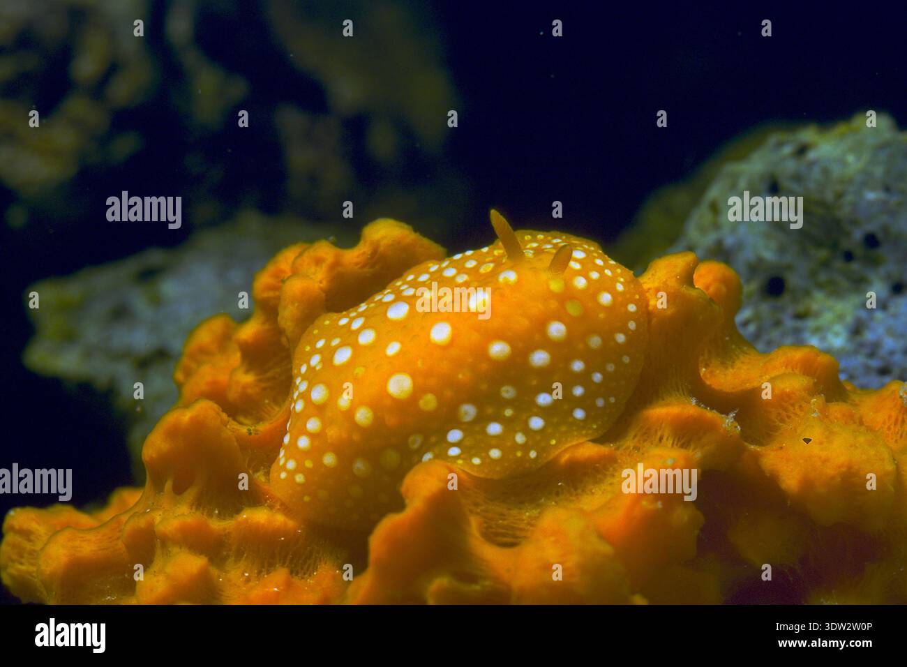 Phyllidia flava, un tipo di lumaca marina noto come nudibranco dorido. , Lumaca di verruca gialla maculata bianca Sardegna, Italia Nudibranca: Phyllidia flava, Sardini Foto Stock