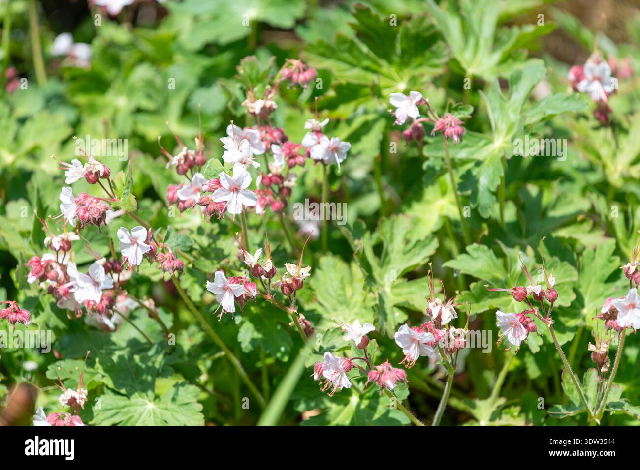 Primo piano di fiori di geranio bigroot (geranium macrorrhizum spessart) in fiore Foto Stock