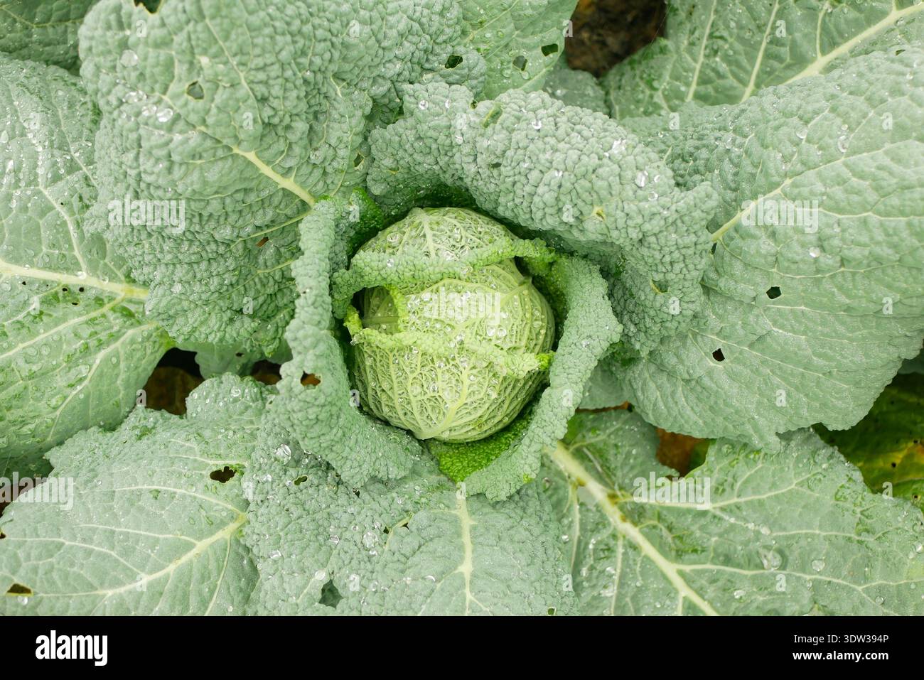 Farm Bio savoy cavolo Brassica oleracea Milano o Lombard vegetale vegetale vegetale vegetale naturale bagnato su verdure verdi sano delizioso Foto Stock
