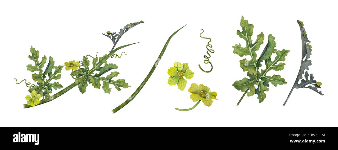 Acquerello botanico di anguria con foglie verdi intagliate, tendini e fiori gialli. Illustrazione per il confezionamento delle sementi, progetto agricolo Foto Stock