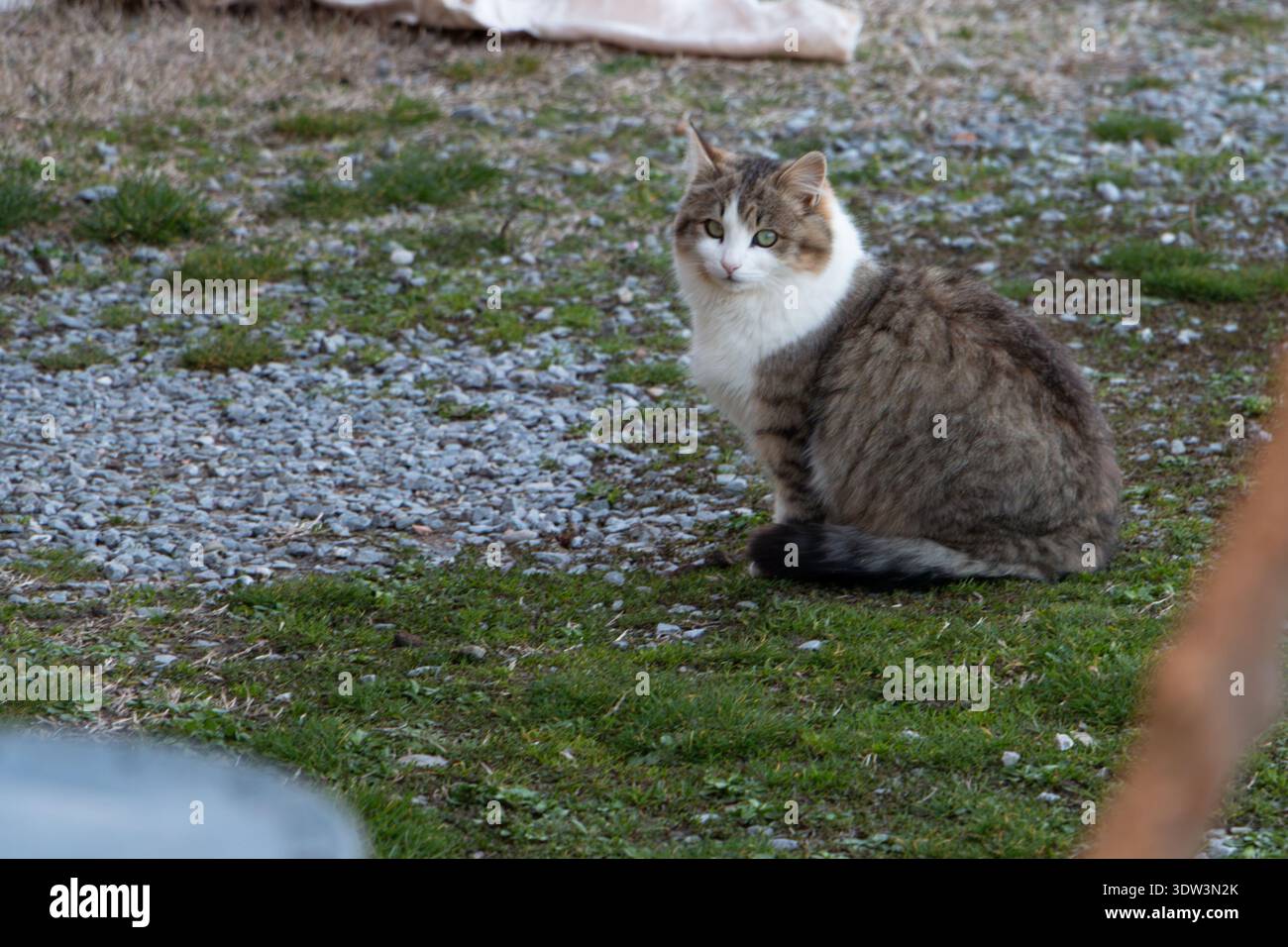 Gatto domestico seduto all'aperto su erba e ghiaia, occhi verdi che guardano la telecamera Foto Stock