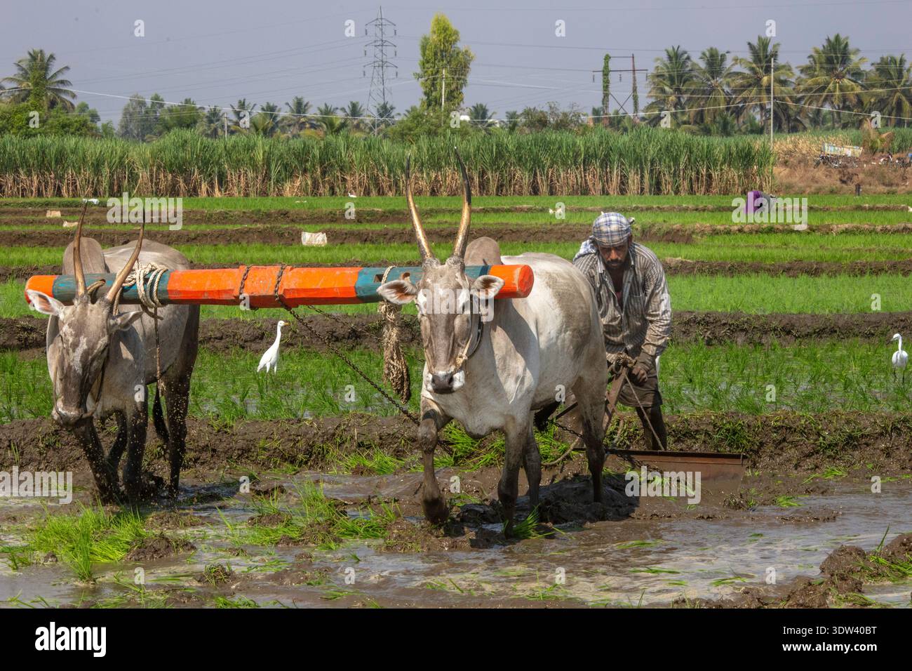 Un contadino ara un campo di riso con buoi nella campagna di Karnataka, in India. Foto Stock