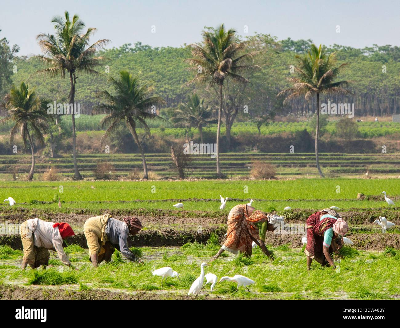 Agricoltori che si occupano di campi di riso nel Karnataka, in India. Foto Stock