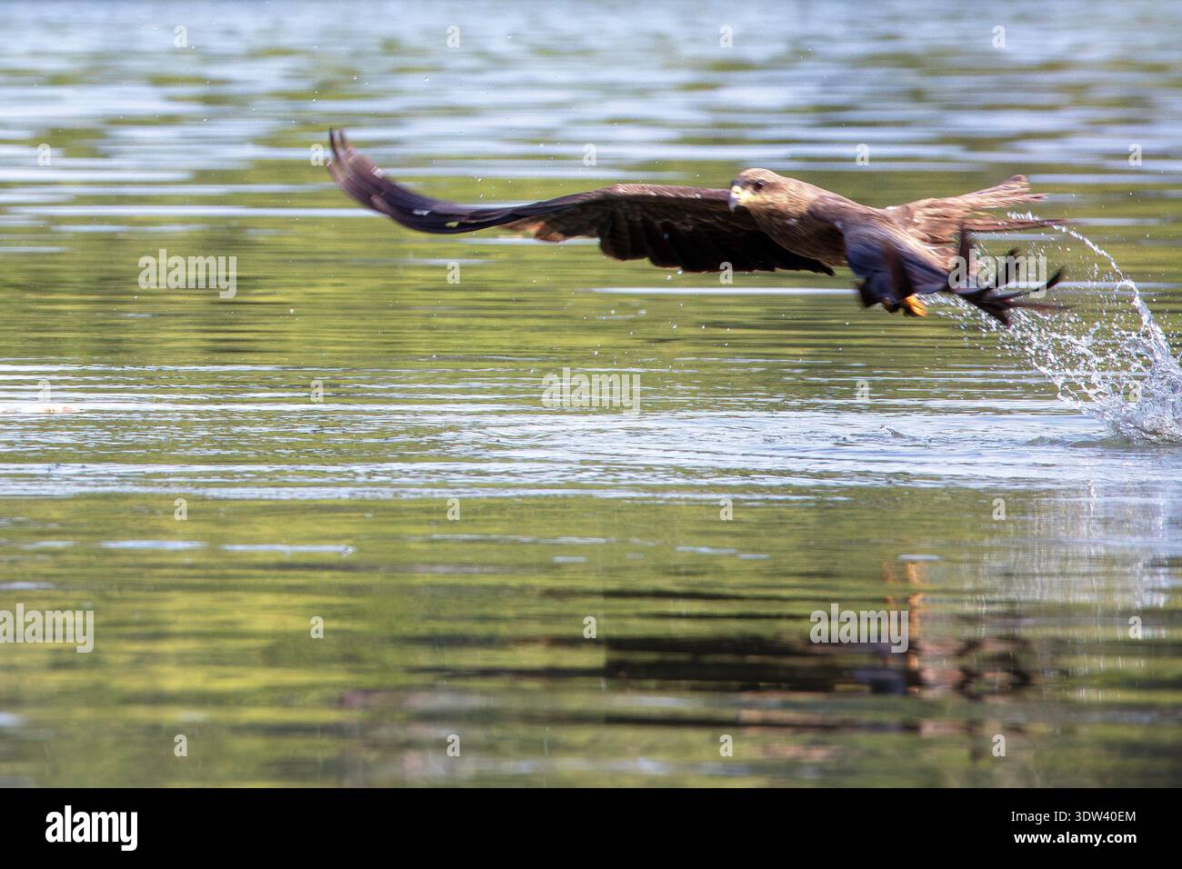 Un'aquila scivola sapientemente la superficie dell'acqua in cerca di prede. Foto Stock