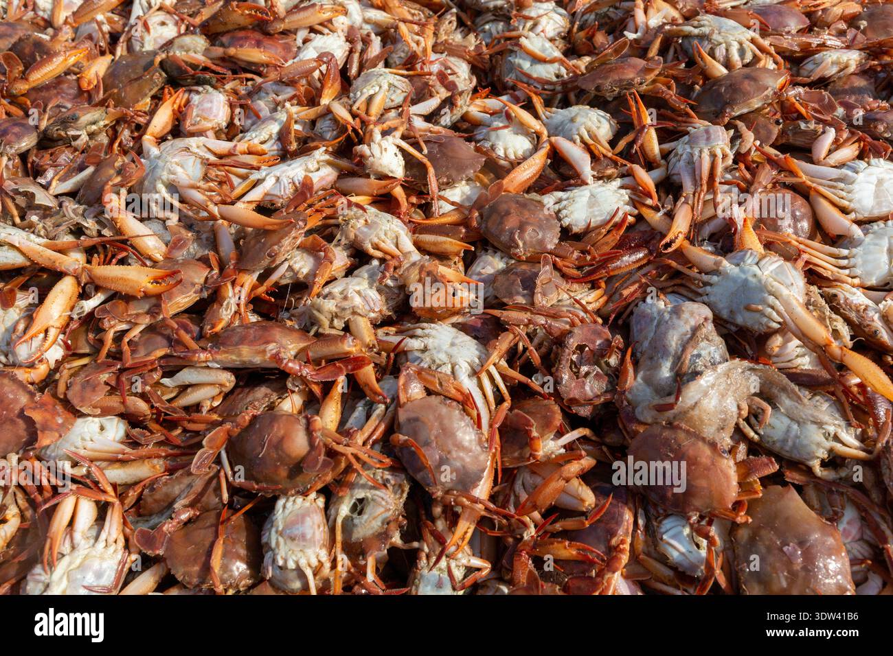 Una vivace mostra di granchi appena pescati in un mercato di pesce all'aperto a Karnataka, India. Foto Stock