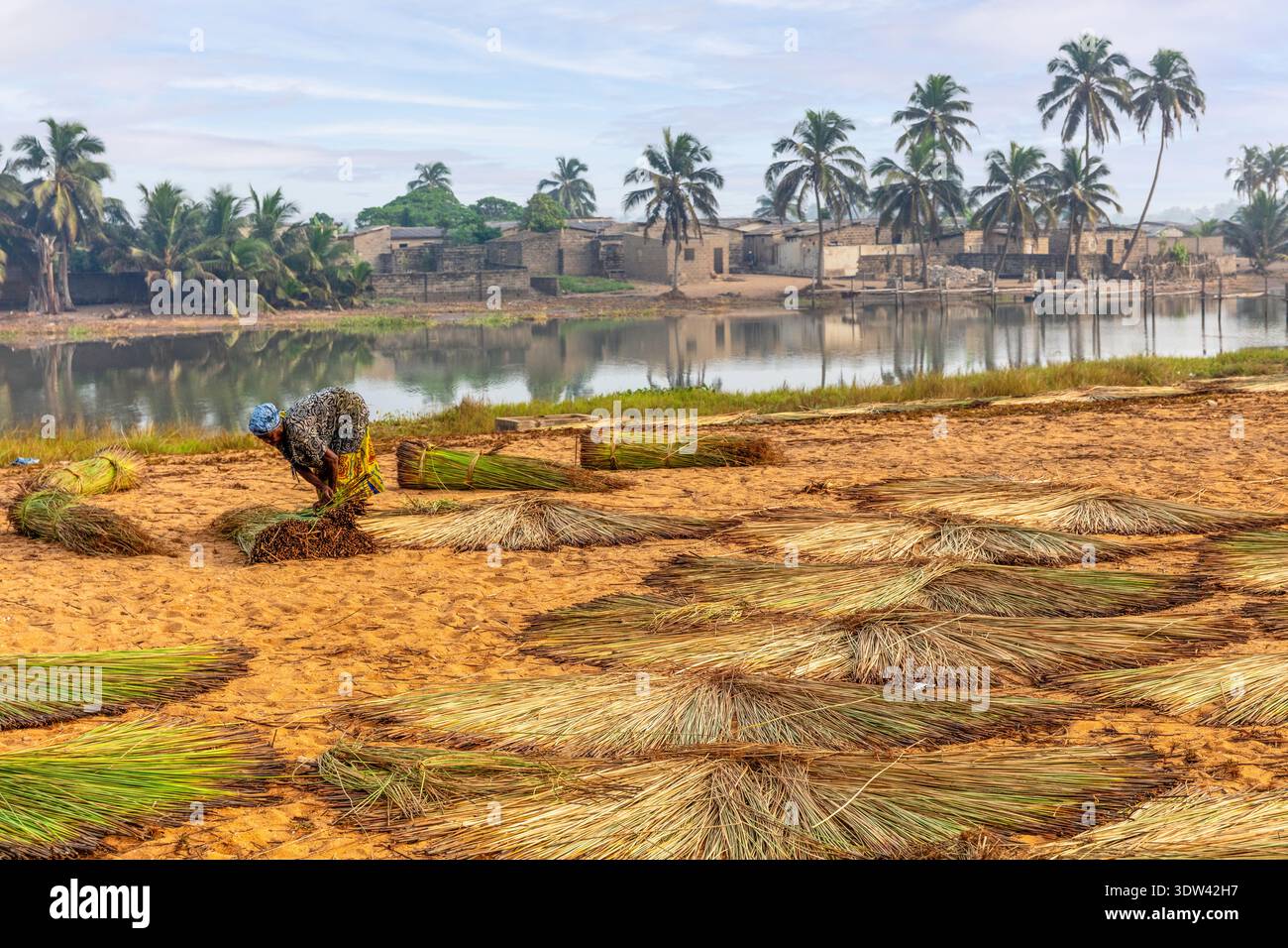 Una persona raccoglie canne da un fiume in un villaggio rurale del Benin. Foto Stock