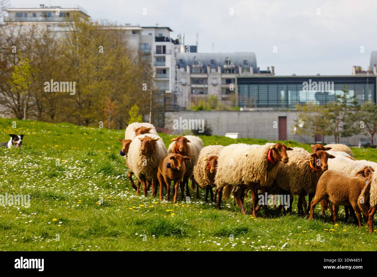 Le pecore pascolano tranquillamente in un parco cittadino, mescolando fascino rurale con vita urbana. Foto Stock