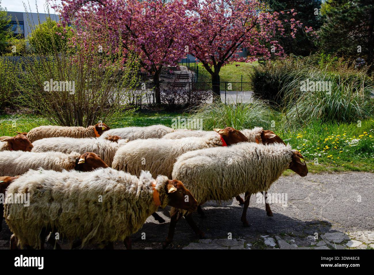 Un gregge di pecore passeggia attraverso un parco con fiori di ciliegio in fiore. Foto Stock