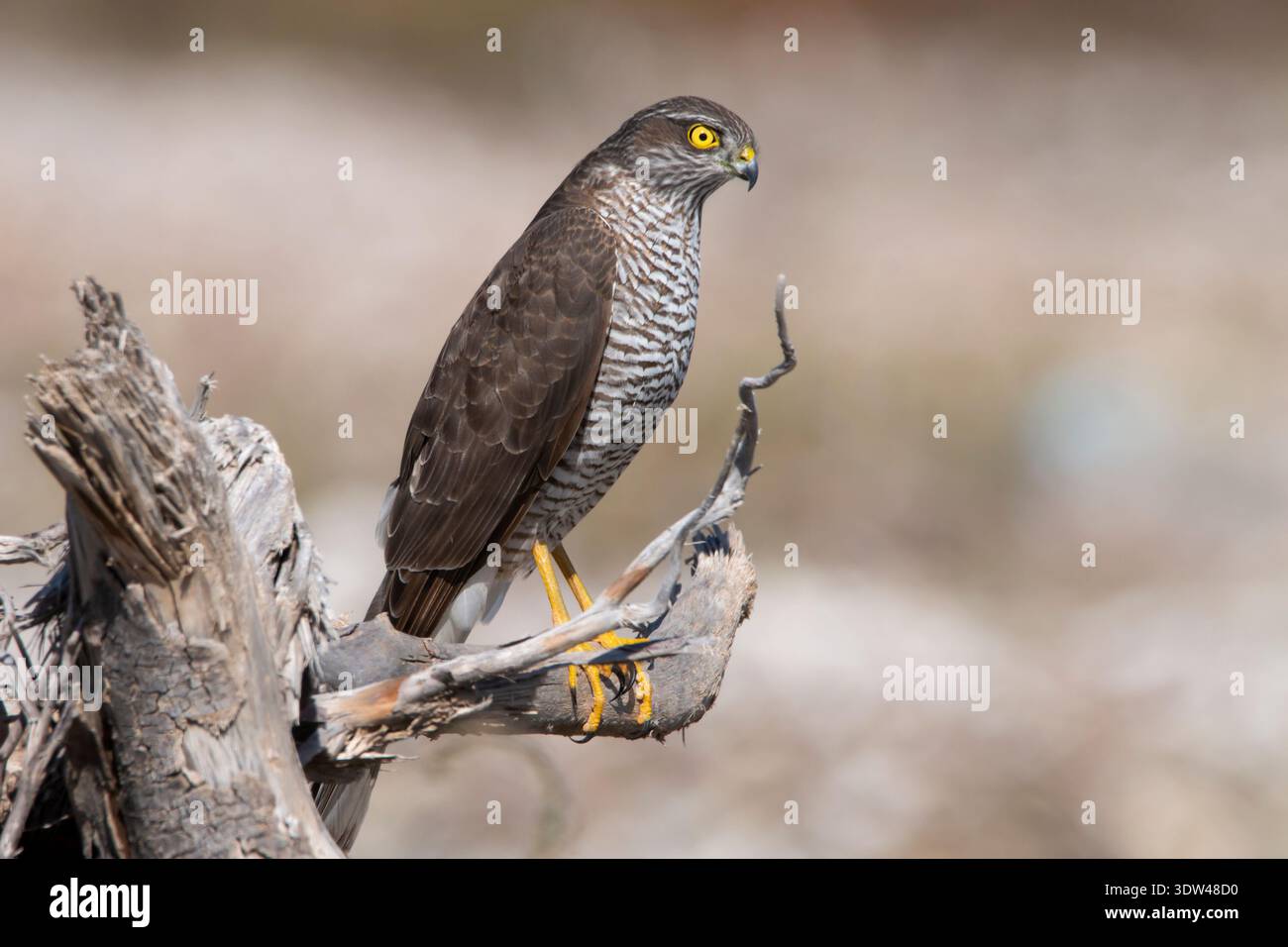 Femmina di Sparrowhawk eurasiatico (Accipiter nisus) arroccata sul ramo morto dell'albero, rapace di allerta con occhio giallo intenso e sfondo morbido. Foto Stock