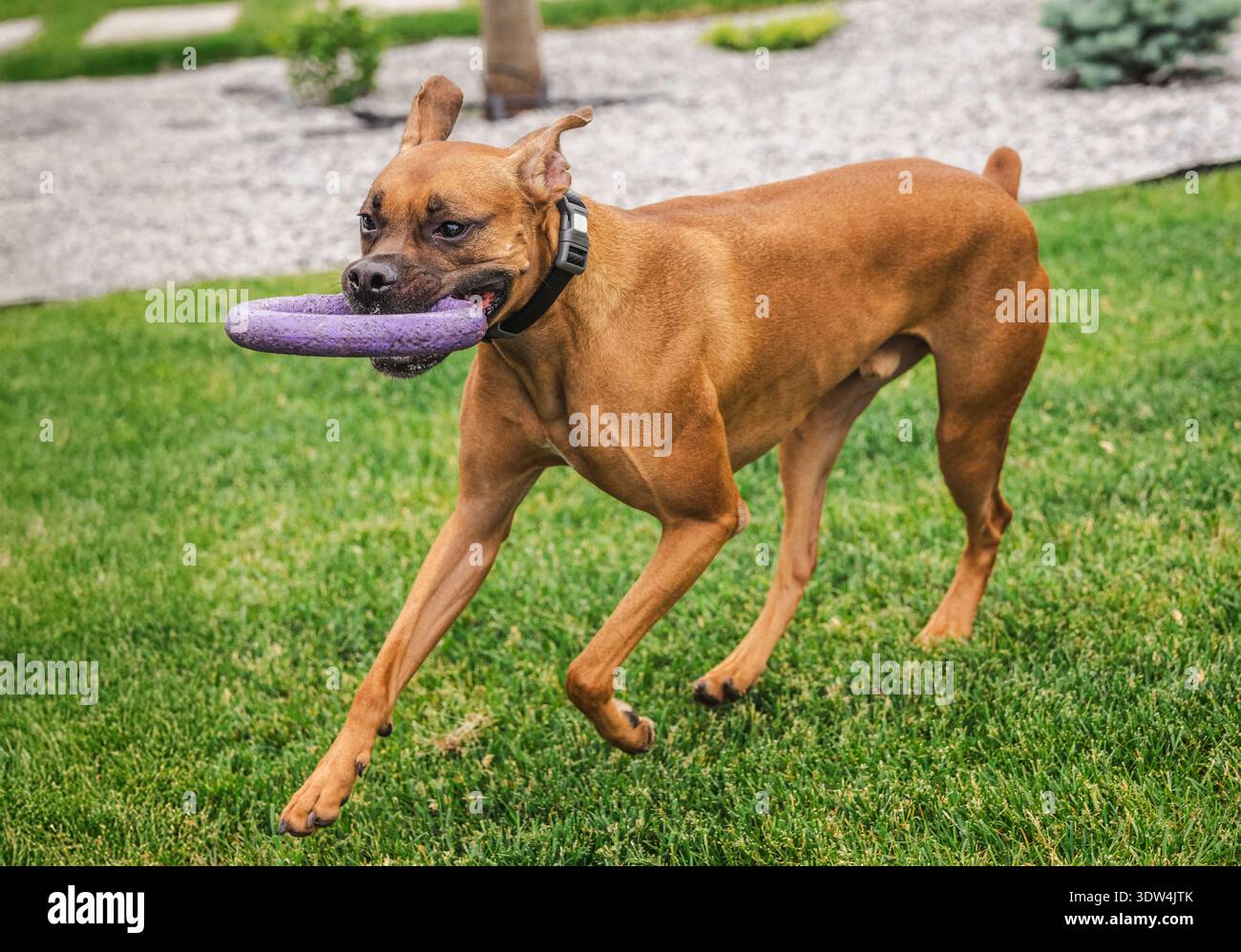 Un cane pugile tedesco che porta con sé un giocattolo ad anello di gomma mentre cammina sul prato verde nel giardino del cortile, un animale giocoso e attivo che si diverte ad attività all'aperto Foto Stock
