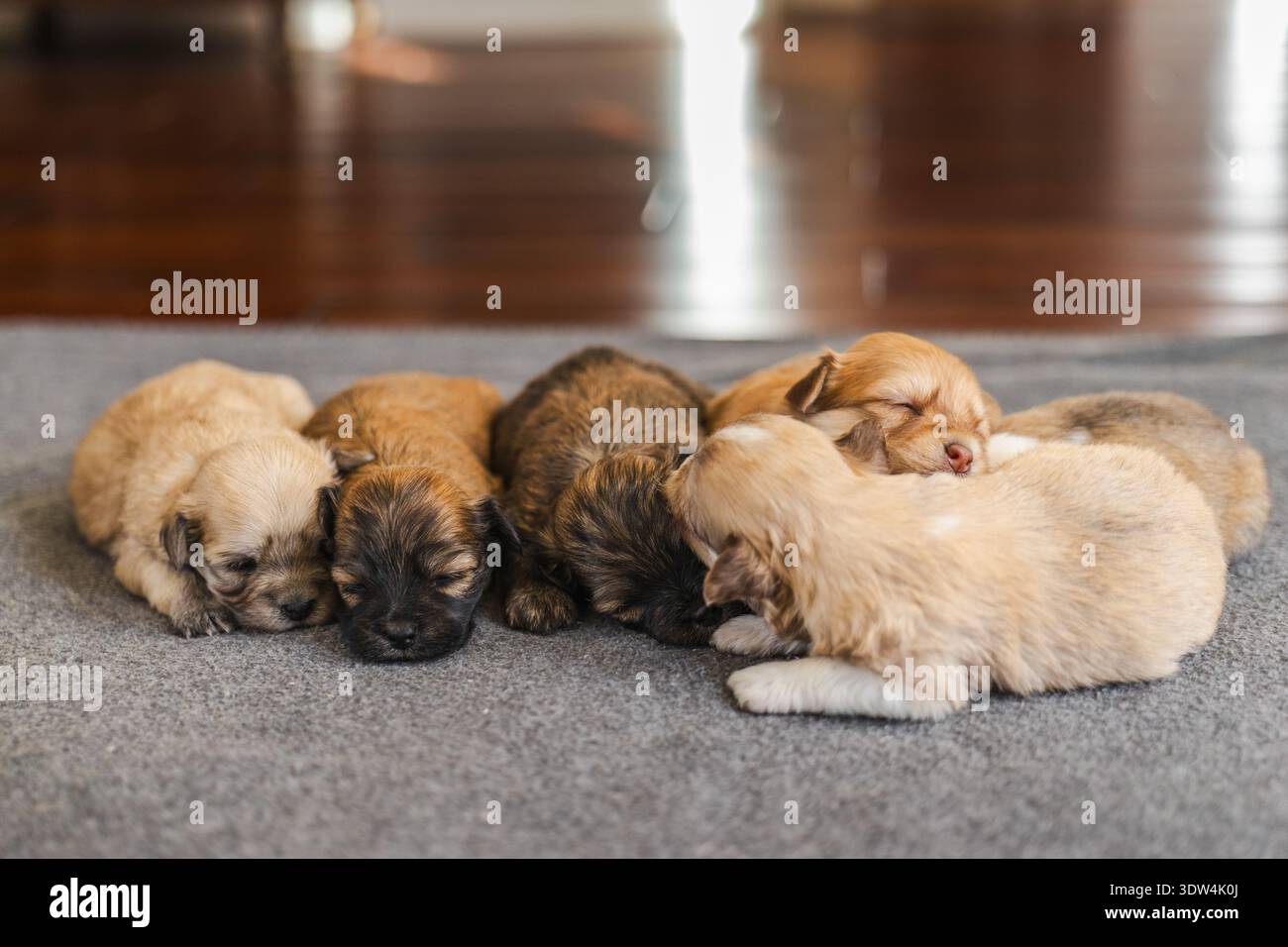 Cuccioli di Havanese che dormono insieme su un tappeto a casa Foto Stock