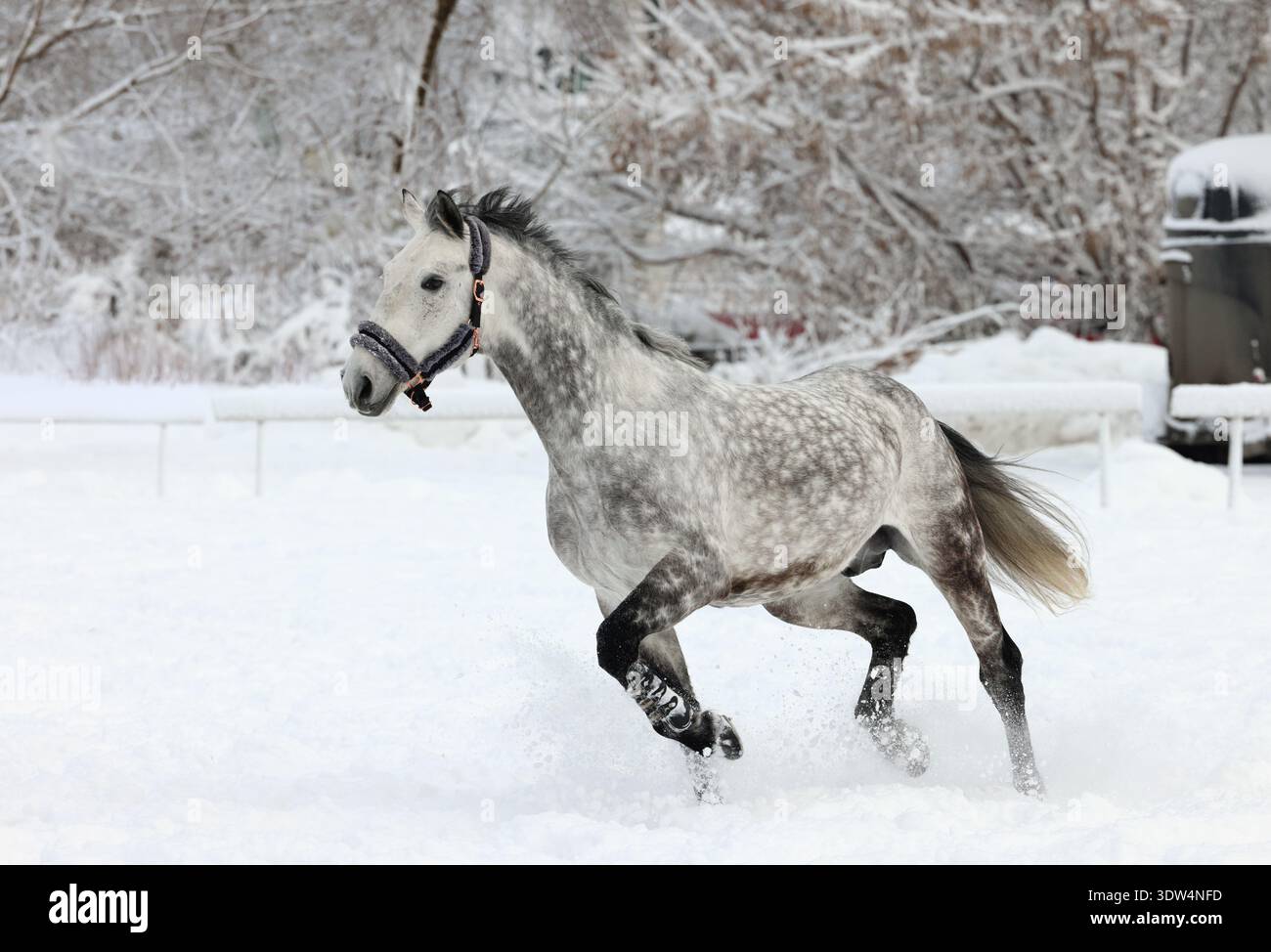 Dapple Grey porta il ritratto di un cavallo sullo sfondo della natura invernale Foto Stock