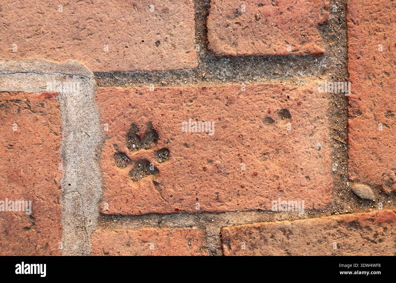 Texture mattoni di terracotta con stampa Animal Paw. Pareti in mattoni rustici e naturali con un bel segno di zampa di cane. Zero rifiuti, riutilizzo, risorse rinnovabili, Foto Stock