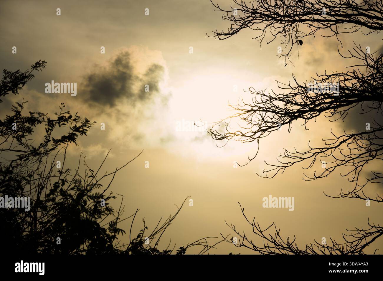 Cielo serale mostruoso incorniciato da fogliame naturale. Cattura l'estetica "Slow Living" per blog di viaggio, app di consapevolezza e contenuti di stile di vita tranquillo. Foto Stock