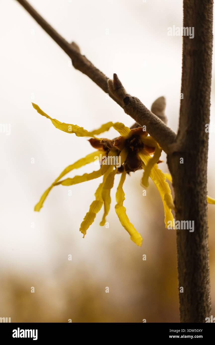 Foto ravvicinata macro del nocciolo delle streghe in fiore (Hamamelis) con vivaci petali gialli simili a un nastro e centro marrone. Foto Stock