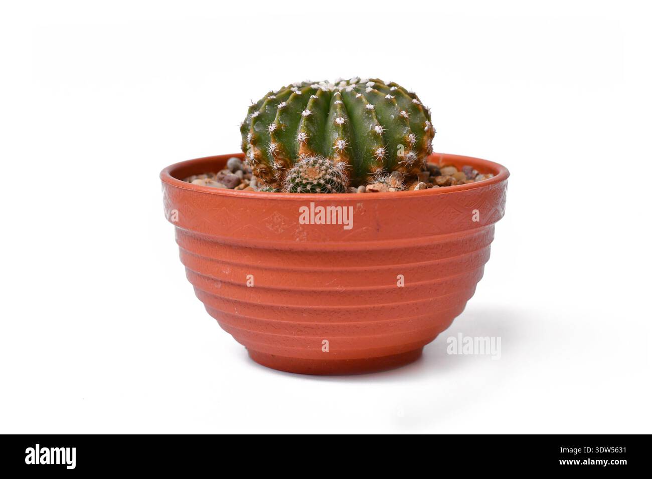 Vista laterale della piccola pianta di cactus "Echinopsis Hybrid" in vaso di fiori su sfondo bianco Foto Stock