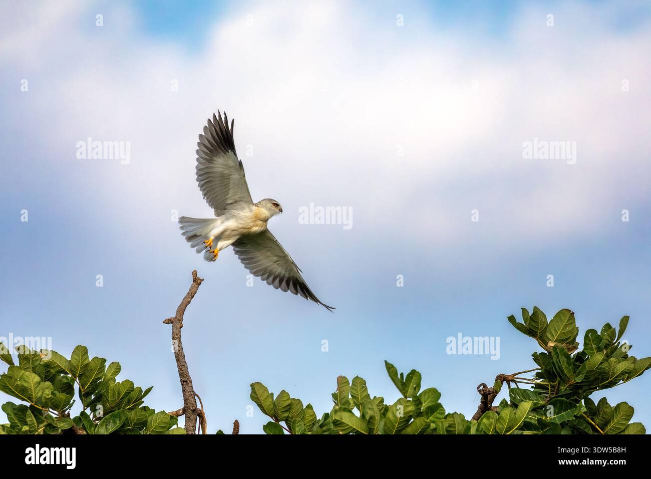 Un aquilone dalle spalle nere o alate nere, elanus caeruleus, nel Masai Mara, Kenya. Questo piccolo falco si nutre di roditori, insetti e salti . Foto Stock
