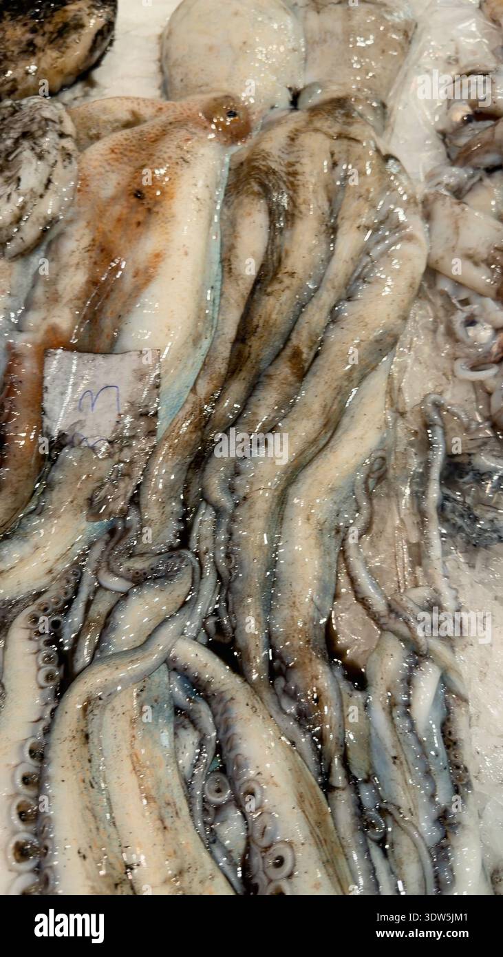 Primo piano di polpo freddo con superficie ruvida e ventose Foto Stock
