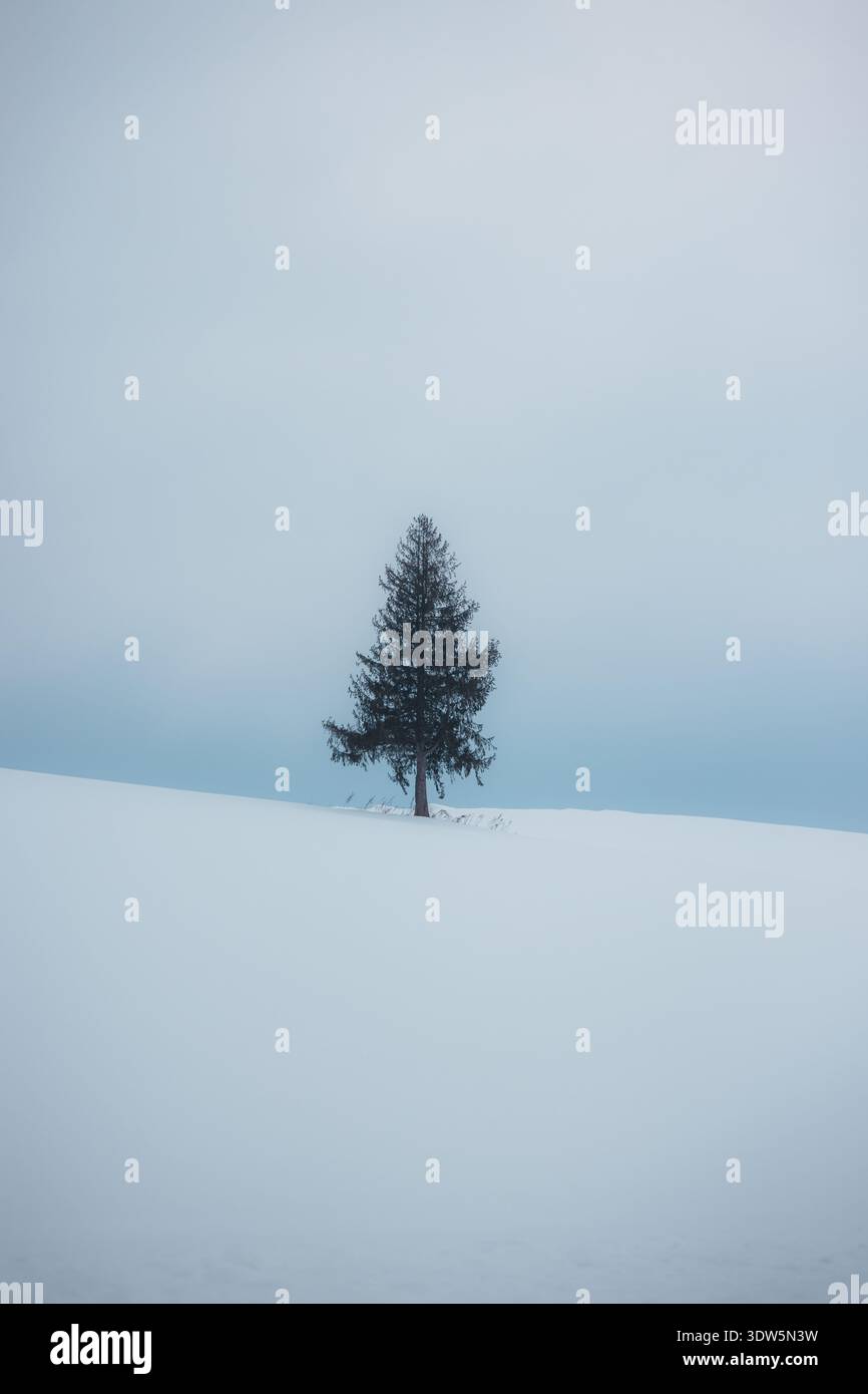 La vista di un abete solitario sorge maestosamente in mezzo a un vasto campo innevato, con la sua silhouette scura che contrasta con il pallido cielo invernale, Biei, Foto Stock