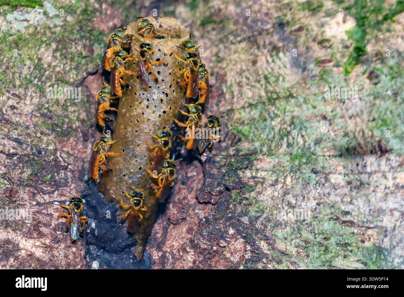 Api Jatai (Tetragonisca angustula) nel loro nido nella riserva naturale di Las Arreras, Sarapiqui, Costa Rica. Foto Stock
