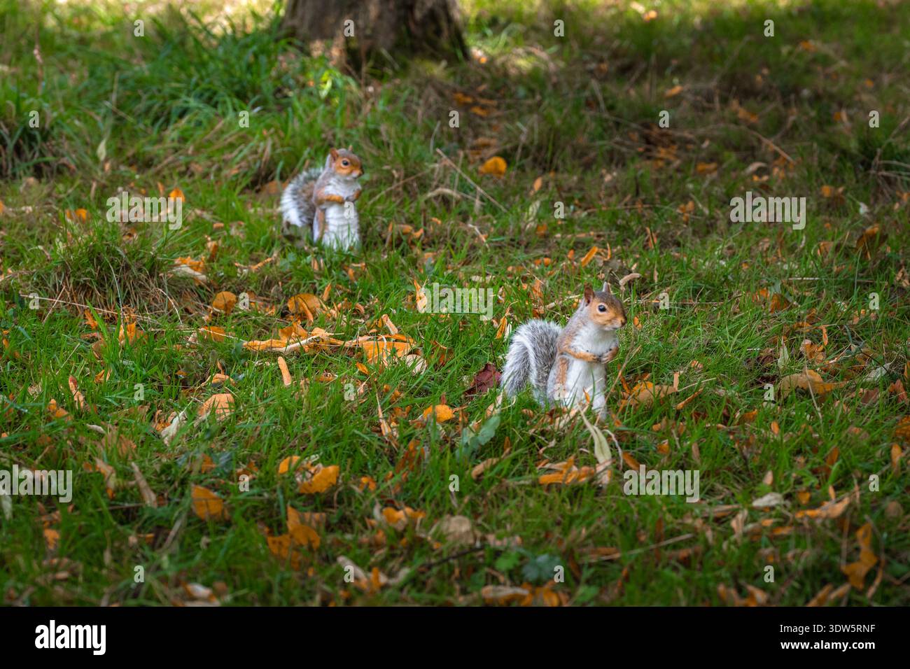 Due scoiattoli grigi in erba con foglie autunnali Foto Stock