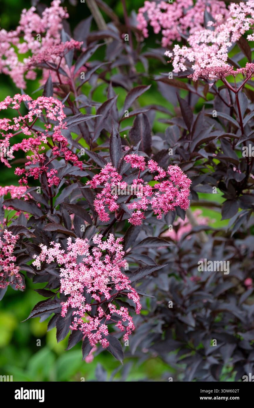 Sambucus nigra porphyrophylla Gerda, sambuco Gerda, fogliame viola profondo, teste piatte di piccoli fiori rosa-viola, Foto Stock