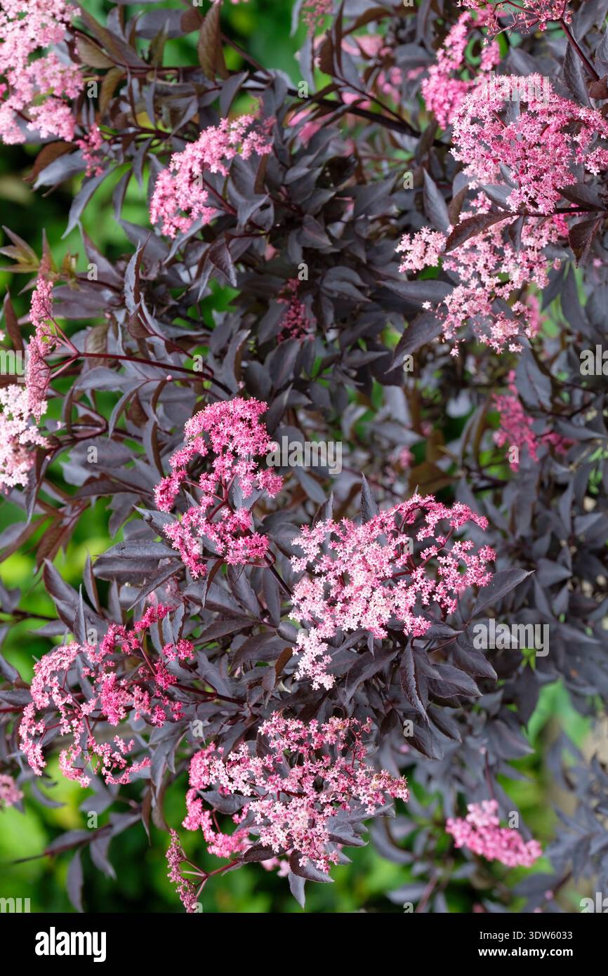 Sambucus nigra porphyrophylla Gerda, sambuco Gerda, fogliame viola profondo, teste piatte di piccoli fiori rosa-viola, Foto Stock