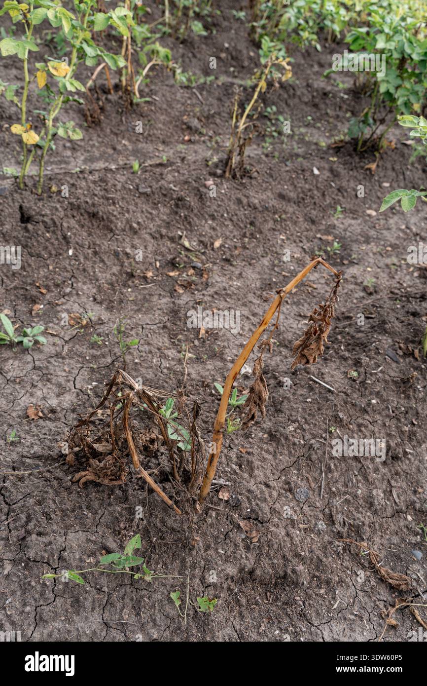 Pomodori verdi che maturano sulle piante all'interno della serra. Coltivare verdure biologiche fresche per un'alimentazione sana e un'agricoltura sostenibile. Agricoltura naturale Foto Stock