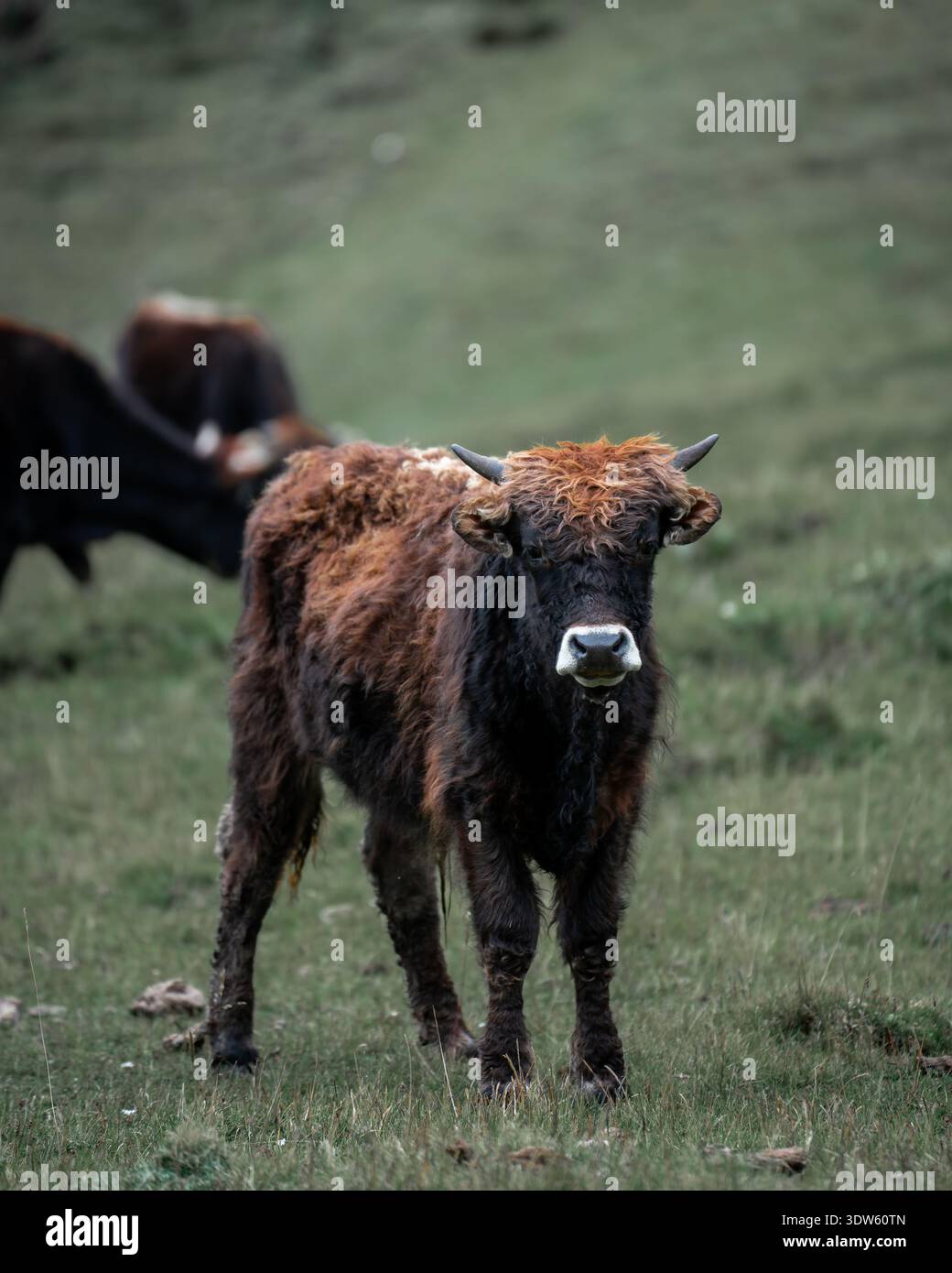 La vista di un toro bruno-rossastro con corna scure si erge orgogliosamente sull'erba verde, il suo sguardo incontra la telecamera, in un prato sereno, [City Name Unknown], Foto Stock