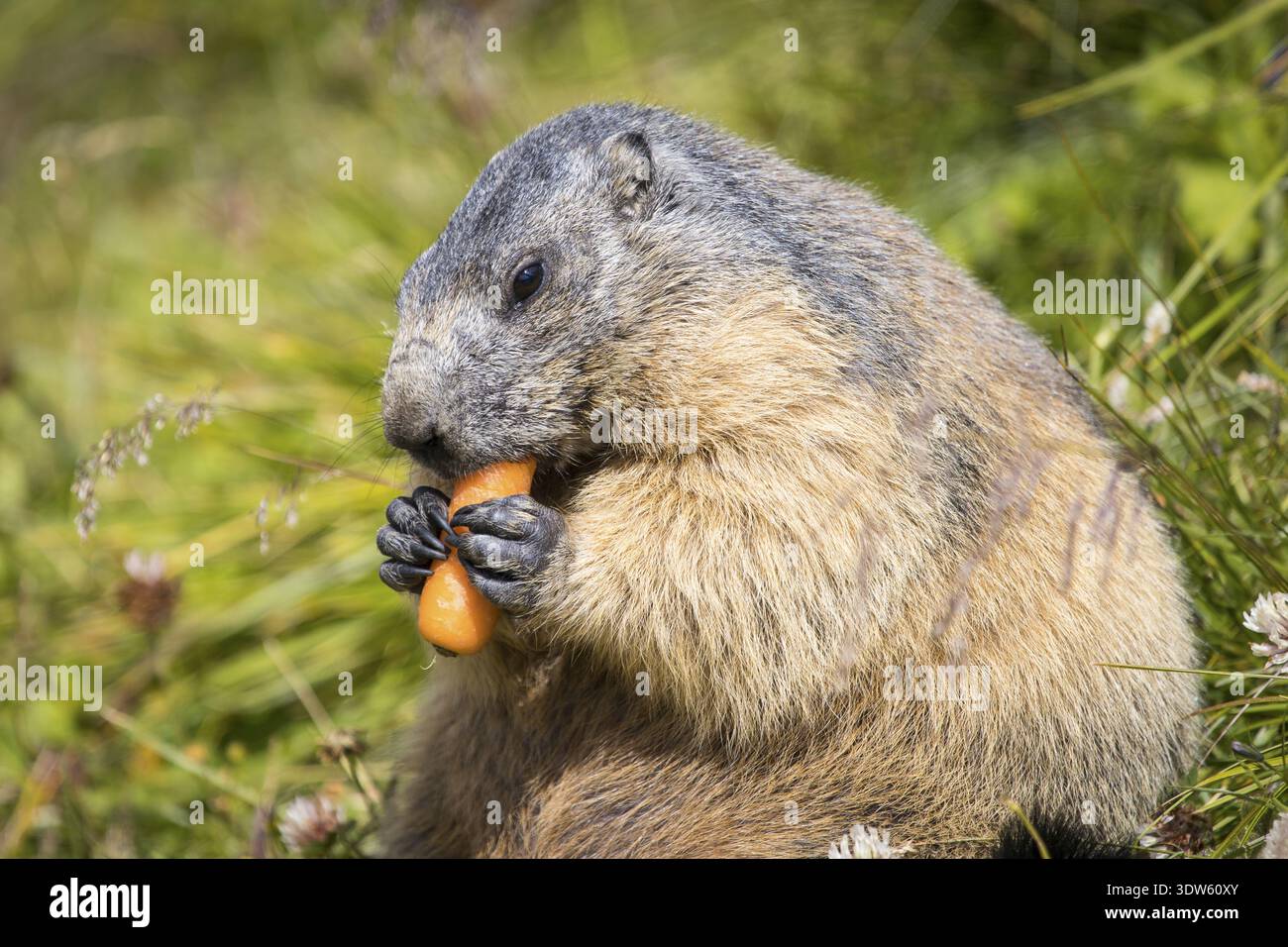 Vista di una marmotta pelosa che sguazza su una carota arancione brillante in mezzo a un mare di erba verde, un momento sereno catturato nelle Alpi austriache, Matrei ad Osttiro Foto Stock