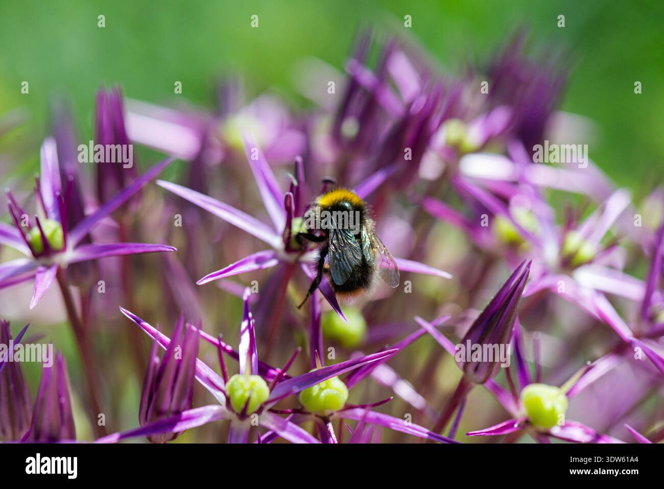 Un'ape bumble su un fiore di allium viola Foto Stock