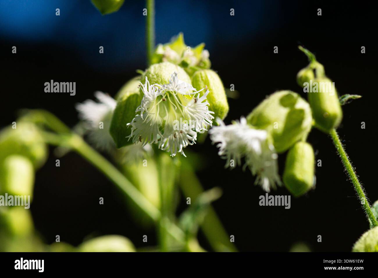 I fiori di un campion a fiore frangiato (Silene fimbriata) Foto Stock