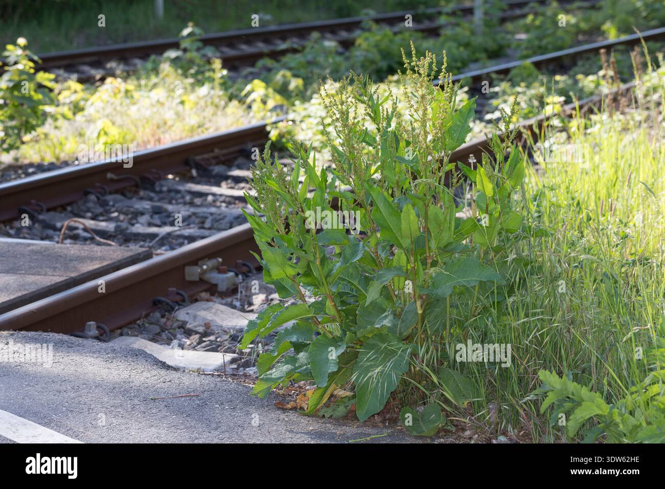 Stumpfblättriger Ampfer, Ampfer, An Bahngleiß, Bahngleis, Bahngleisen, Bahnschienen, Rumex obtusifolius, Broad Leaved Dock, Broadleaf Dock, Bitter Doc Foto Stock