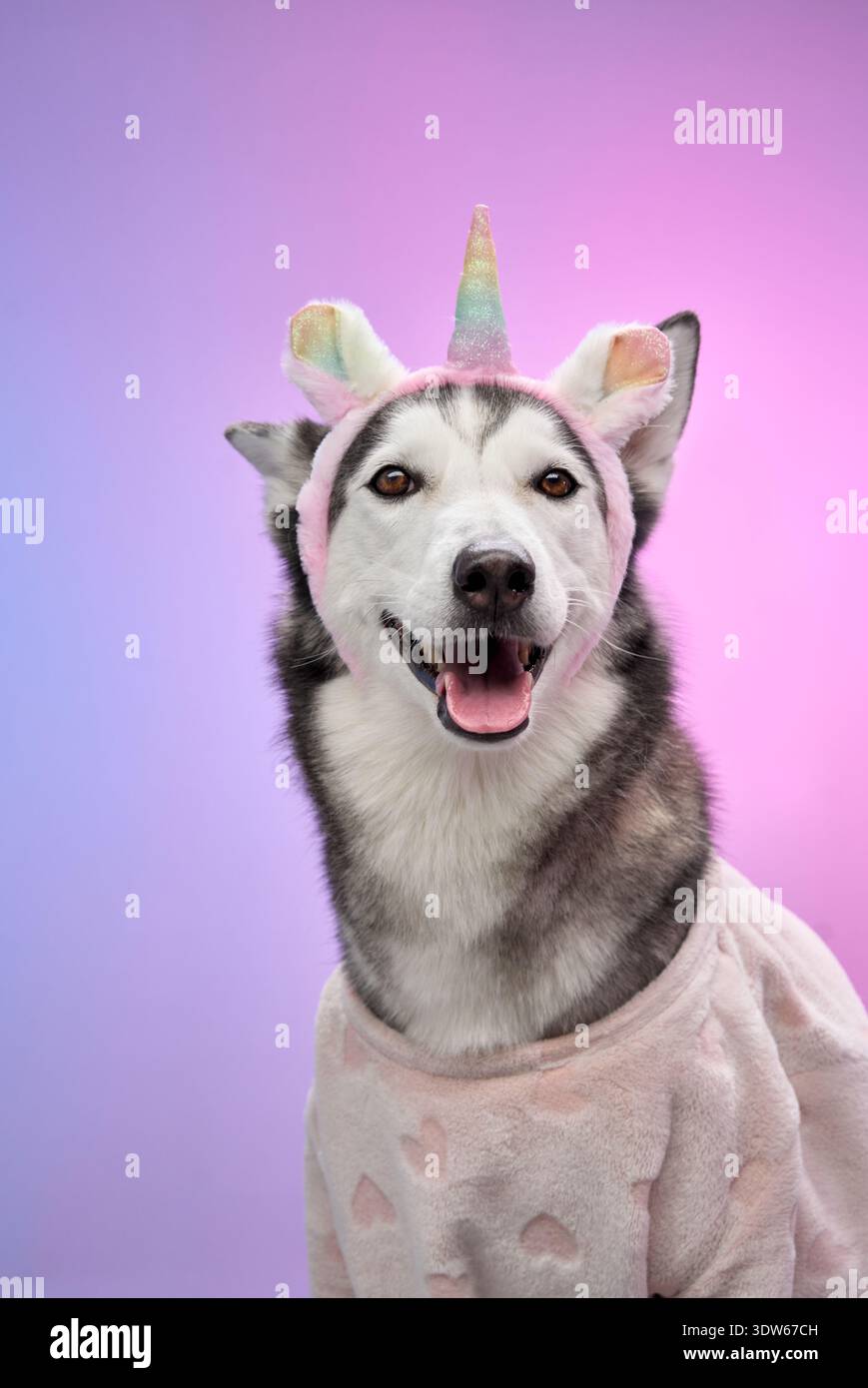 Un Husky siberiano sorride in largo indossando un abito a tema unicorno, posto su uno sfondo sfumato rosa e blu. L'espressione gioiosa e.. Foto Stock