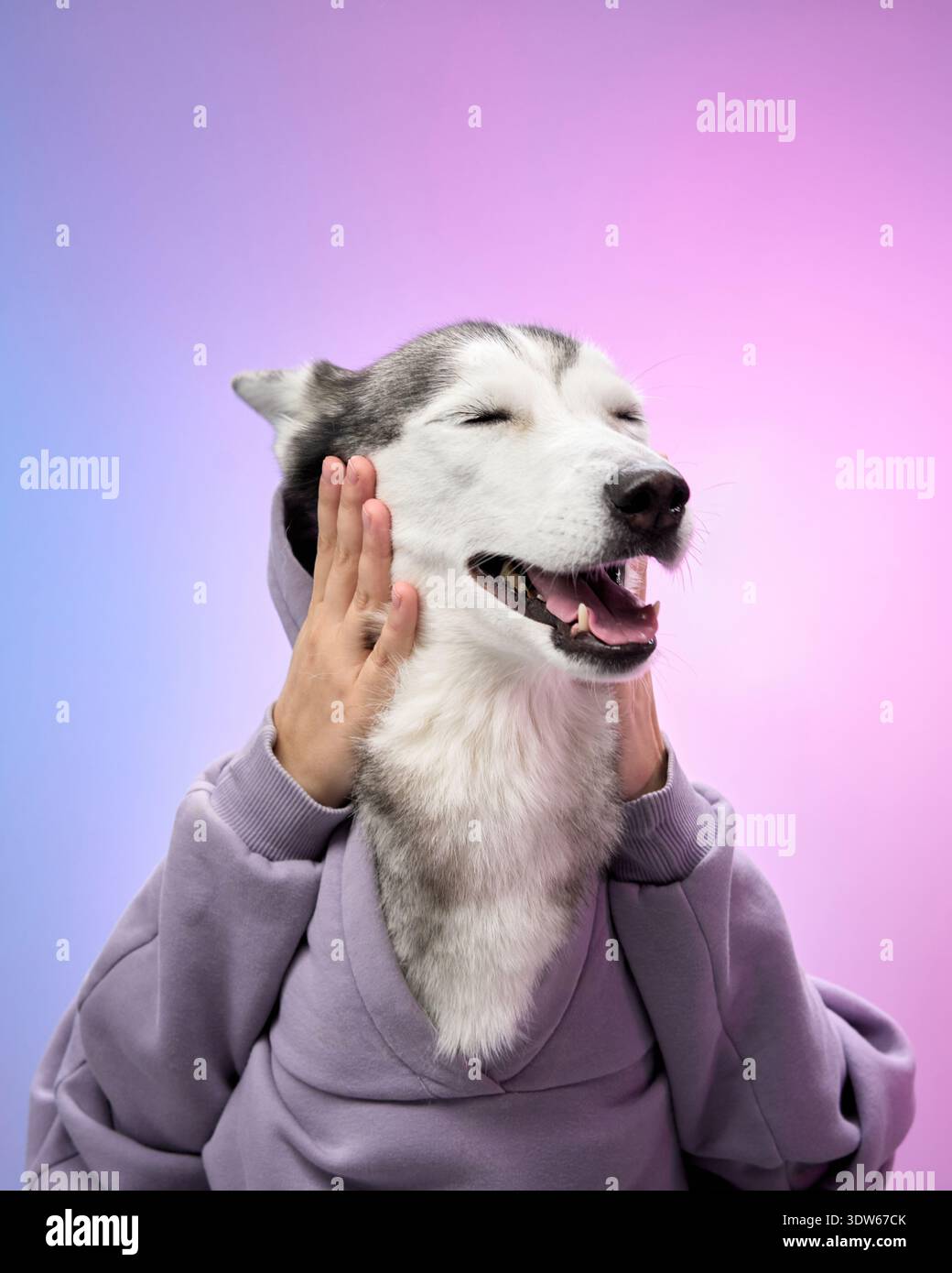 Un Husky siberiano sorride calorosamente mentre è seduto con le zampe piegate in una felpa con cappuccio viola, su uno sfondo sfumato rosa e blu. Il comportamento allegro Foto Stock