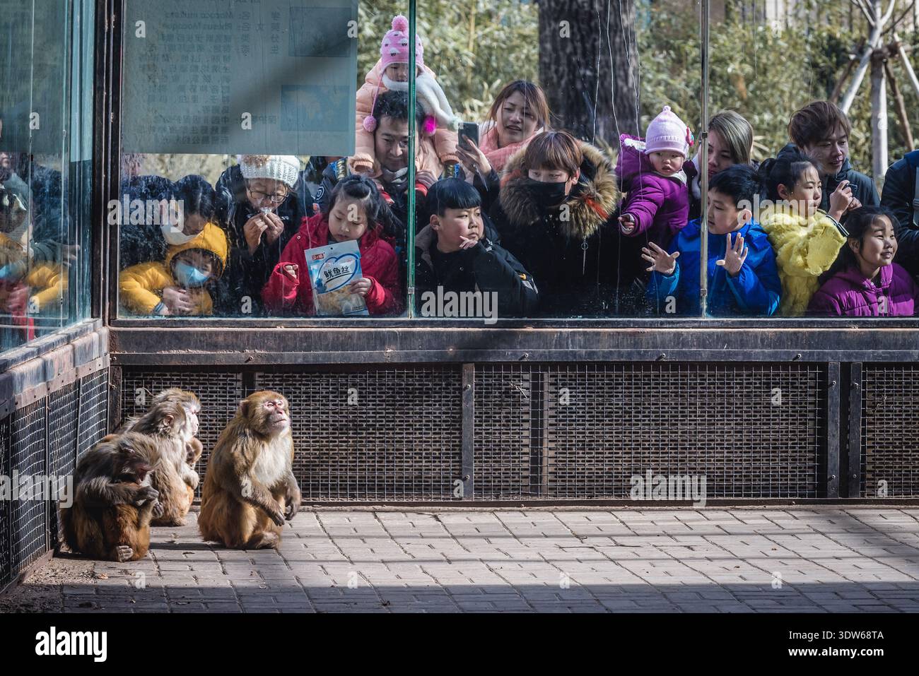 Pechino, Cina - 7 febbraio 2019: Turisti accanto al recinto dei macachi Rhesus nello zoo di Pechino, uno dei più antichi parchi zoologici della Cina Foto Stock
