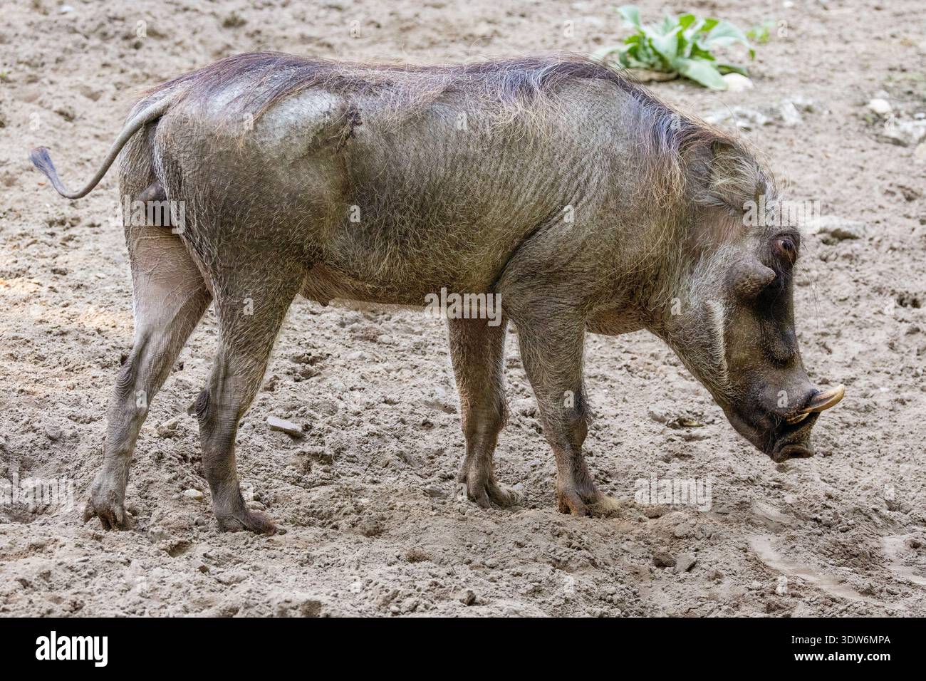 warthog comune, in piedi. Cinghiale africano con una lunga museruola e piccoli occhi. Foto Stock